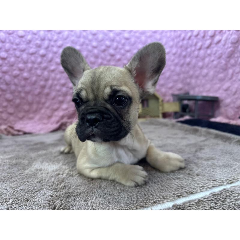 販売中の茨城県のフレンチブルドッグ-436655の12枚目