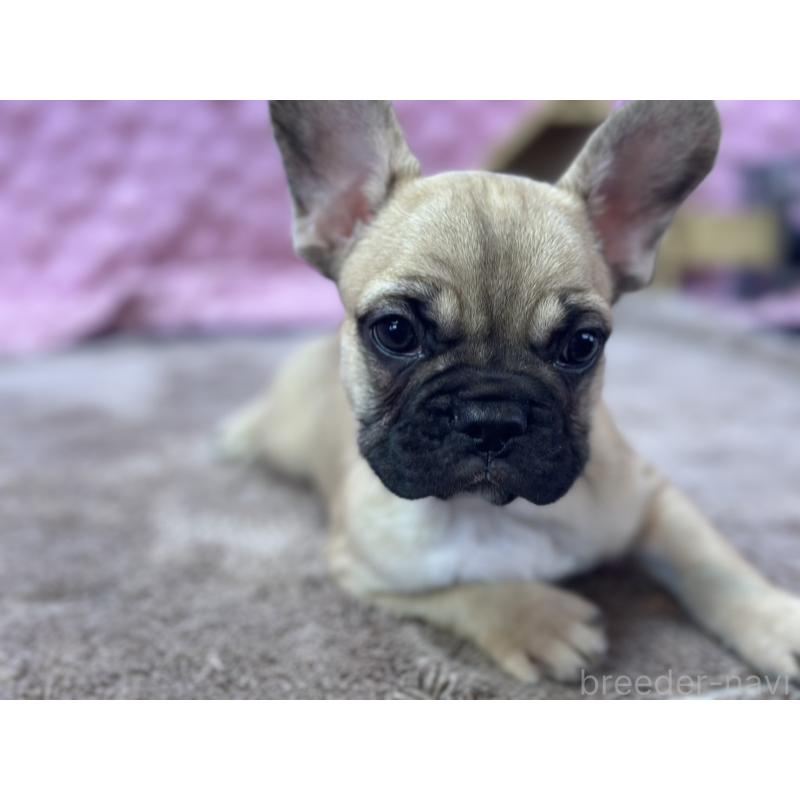 販売中の茨城県のフレンチブルドッグ-436655の11枚目