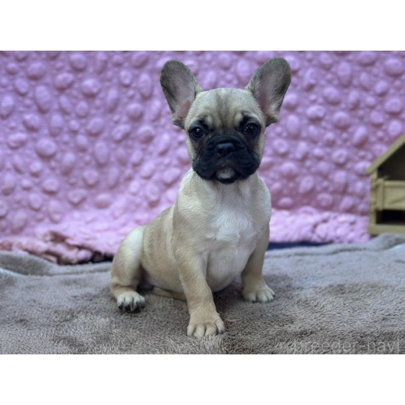 販売中の茨城県のフレンチブルドッグ-436655の10枚目
