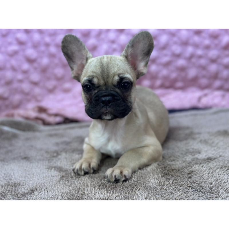 販売中の茨城県のフレンチブルドッグ-436655の9枚目