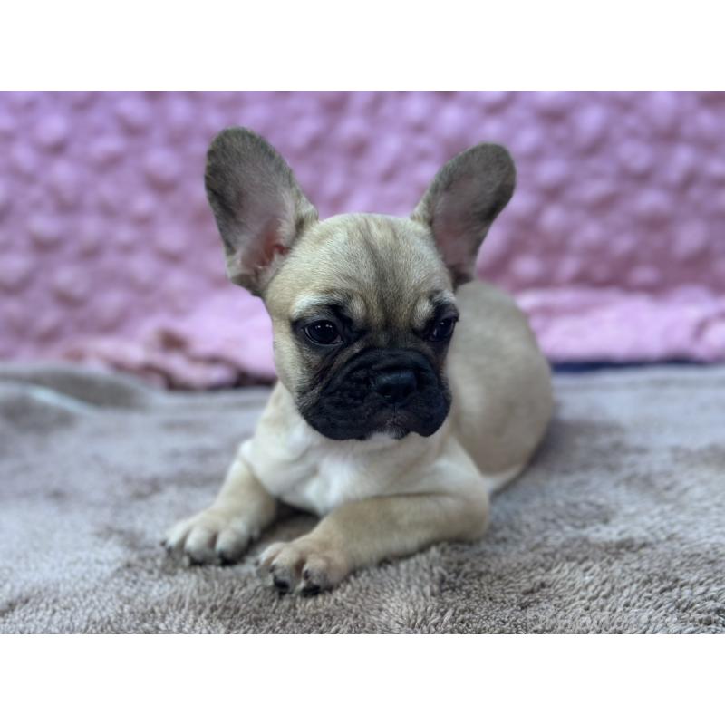 販売中の茨城県のフレンチブルドッグ-436655の8枚目