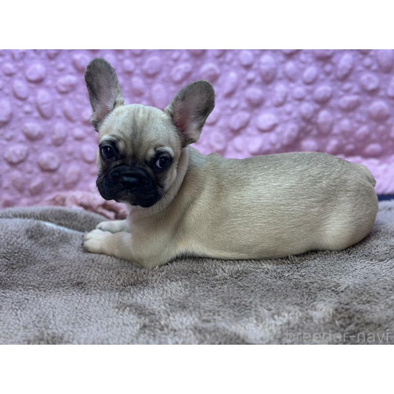 販売中の茨城県のフレンチブルドッグ-436655の7枚目