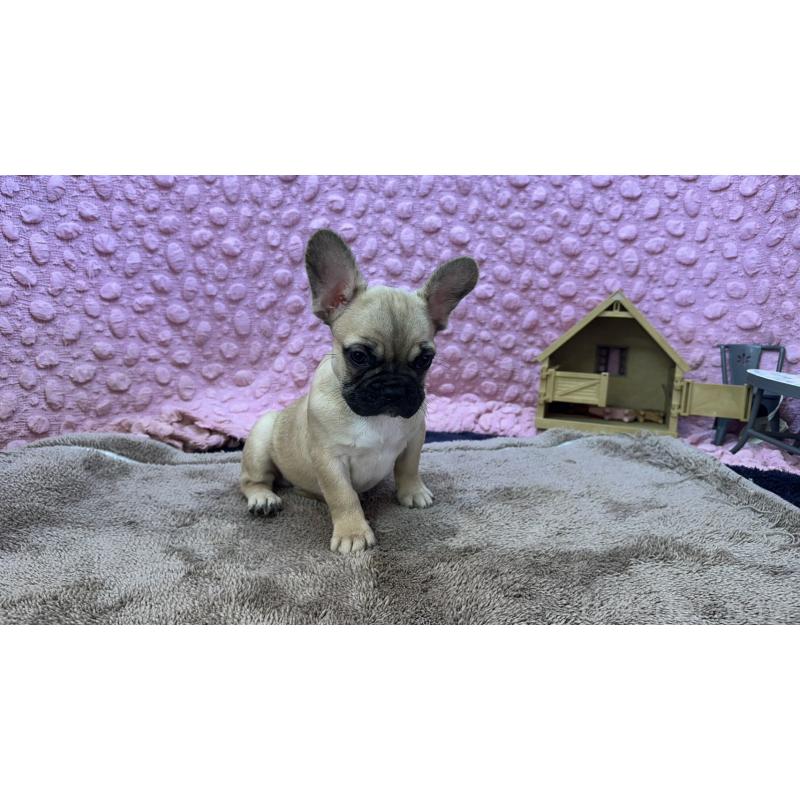 販売中の茨城県のフレンチブルドッグ-436655の6枚目