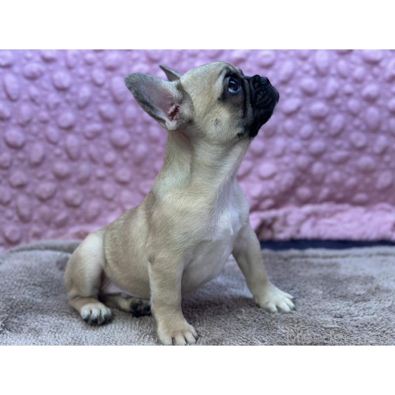 販売中の茨城県のフレンチブルドッグ-436655の5枚目