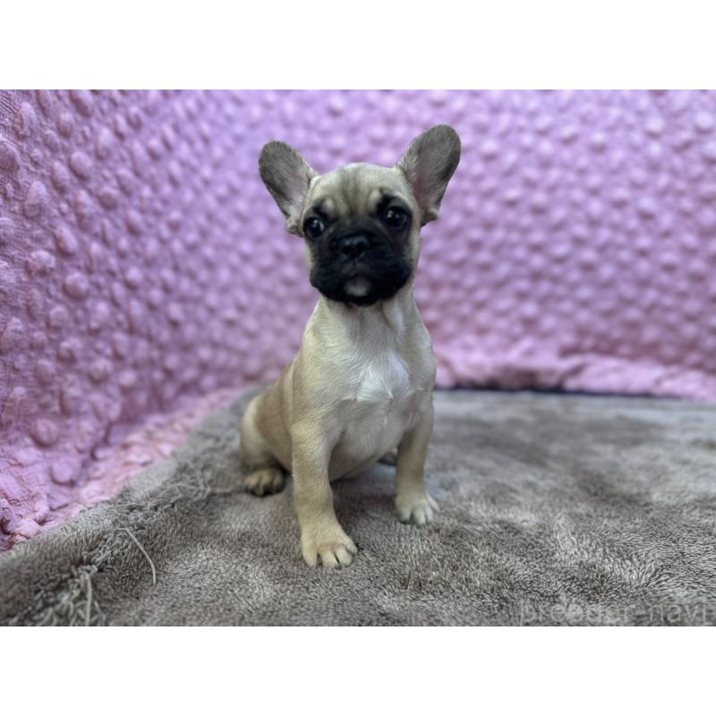 販売中の茨城県のフレンチブルドッグ-436655の4枚目