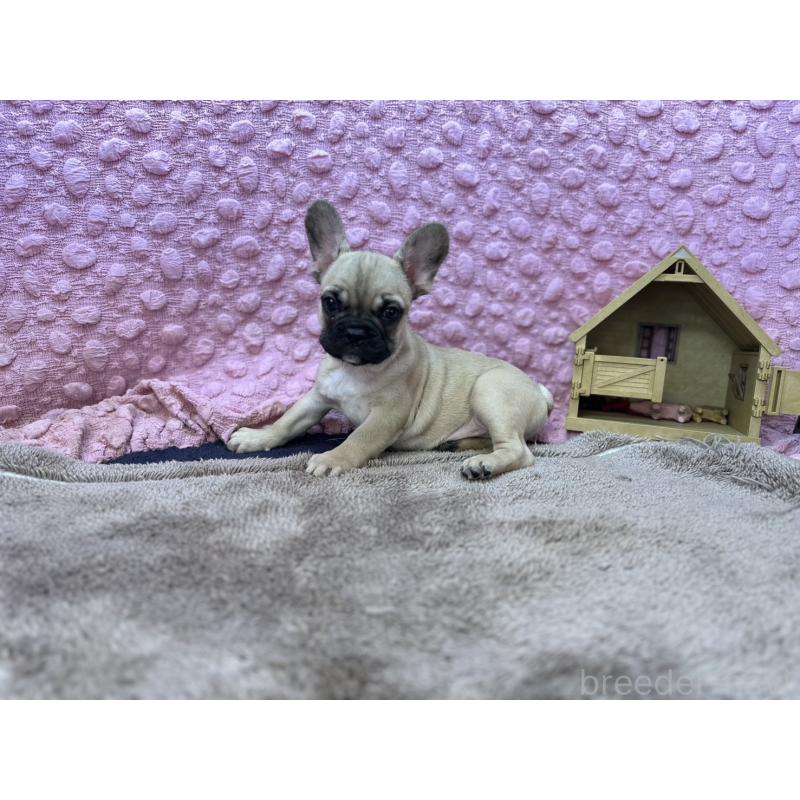 販売中の茨城県のフレンチブルドッグ-436655の3枚目