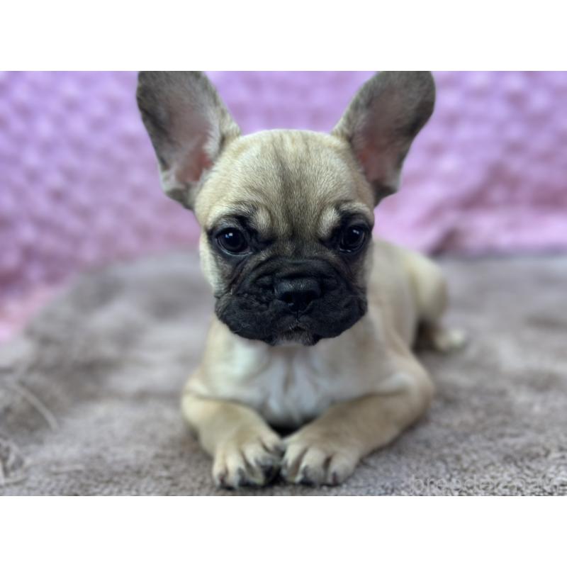 販売中の茨城県のフレンチブルドッグ-436655の2枚目