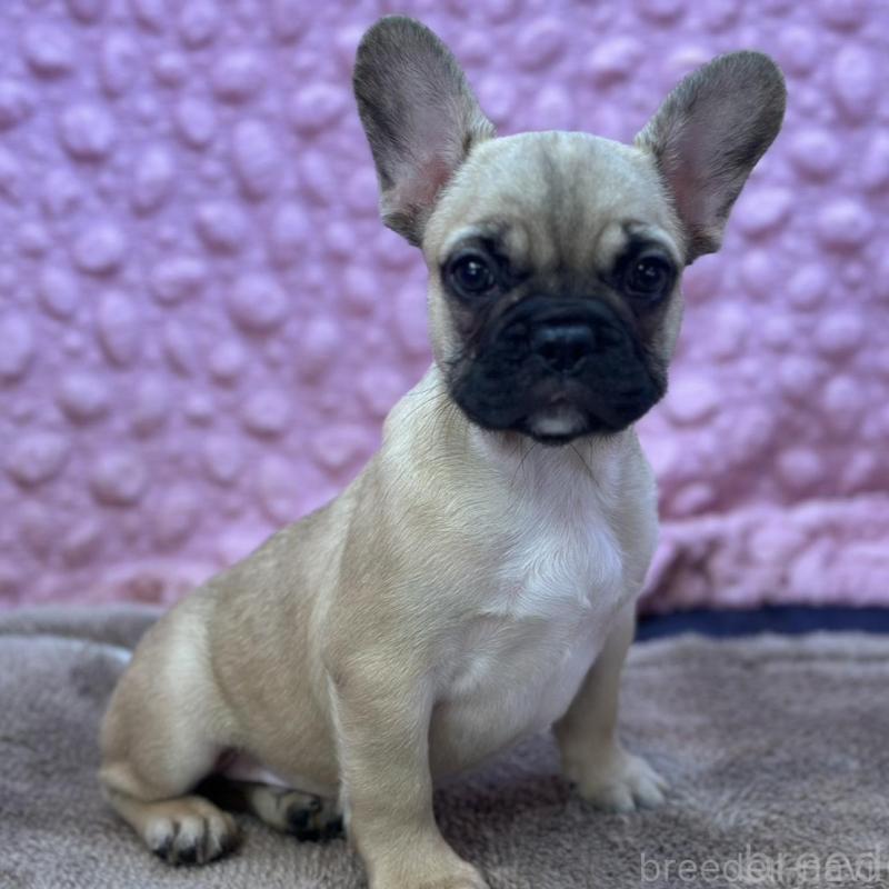 販売中の茨城県のフレンチブルドッグ-436655の1枚目