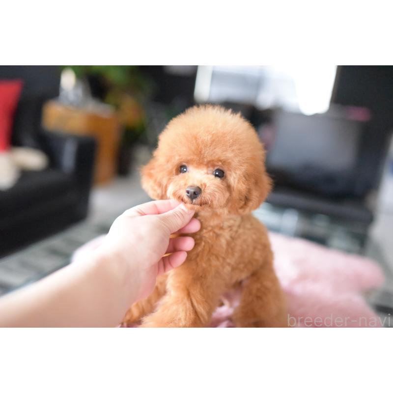 販売中の茨城県のタイニープードル-417875の5枚目