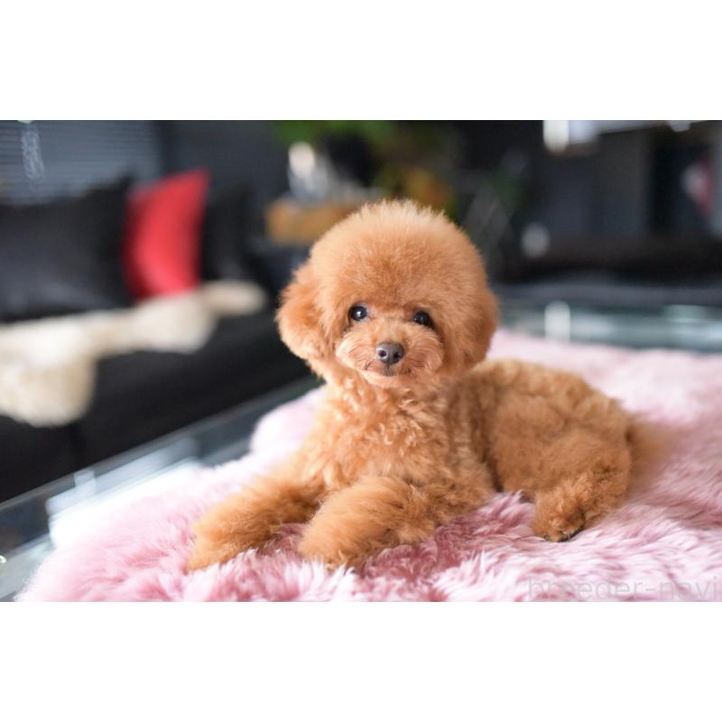 販売中の茨城県のタイニープードル-417875の4枚目