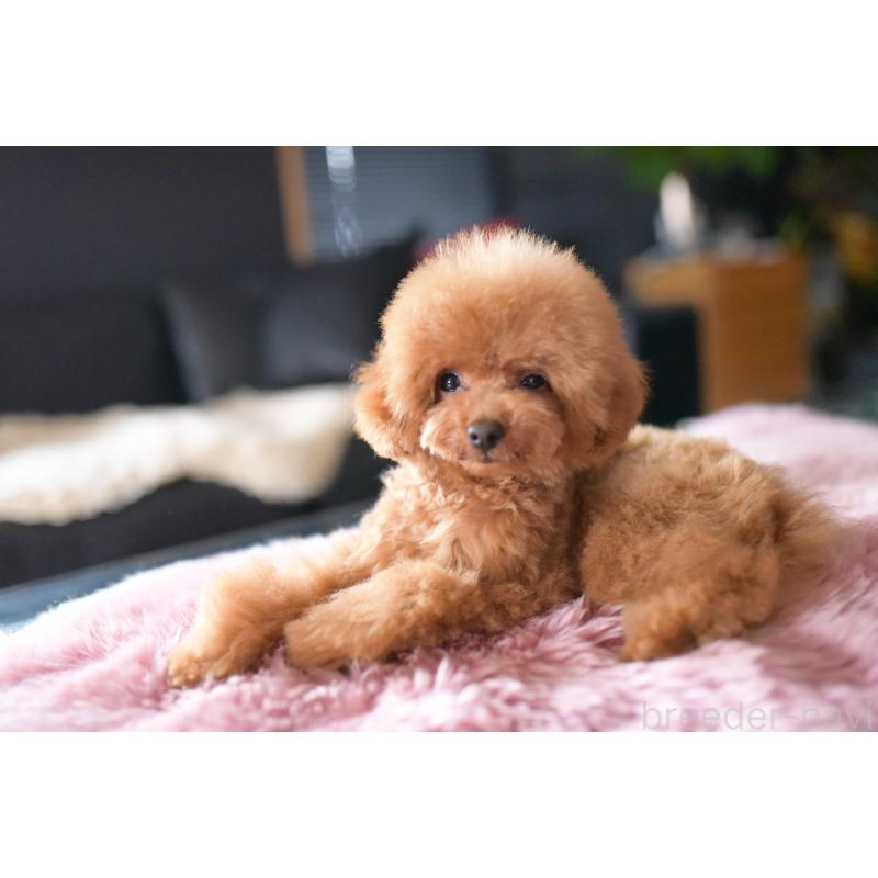 販売中の茨城県のタイニープードル-417875の3枚目