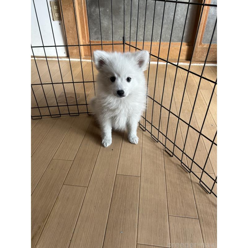 販売中の愛知県の日本スピッツ-427266