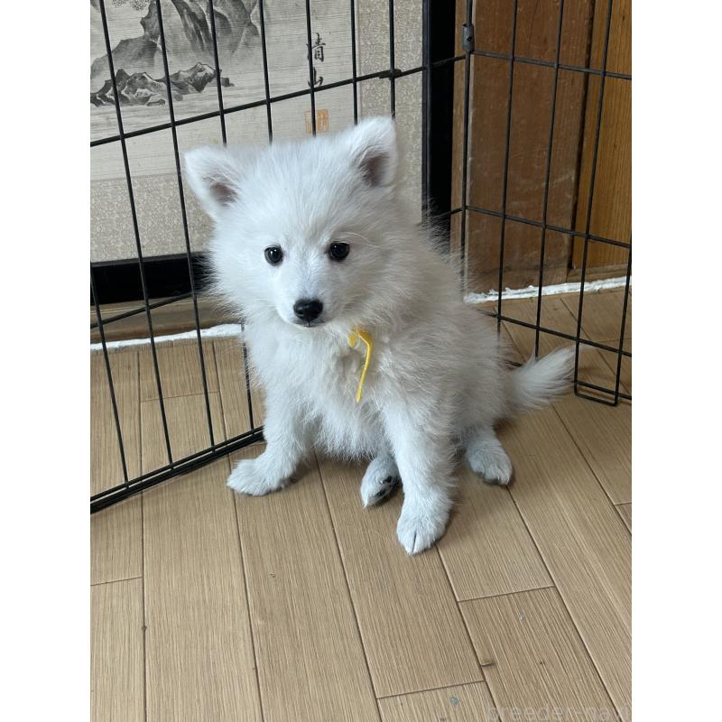 成約済の愛知県の日本スピッツ-427266の4枚目