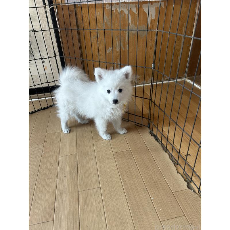 成約済の愛知県の日本スピッツ-427266の3枚目