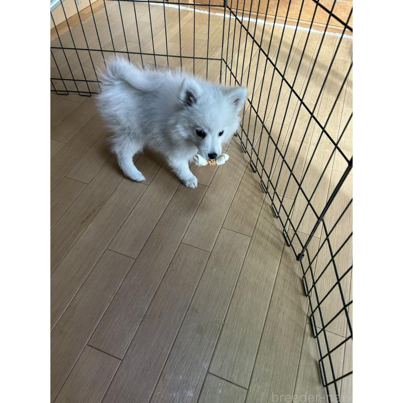 販売中の愛知県の日本スピッツ-427264の5枚目