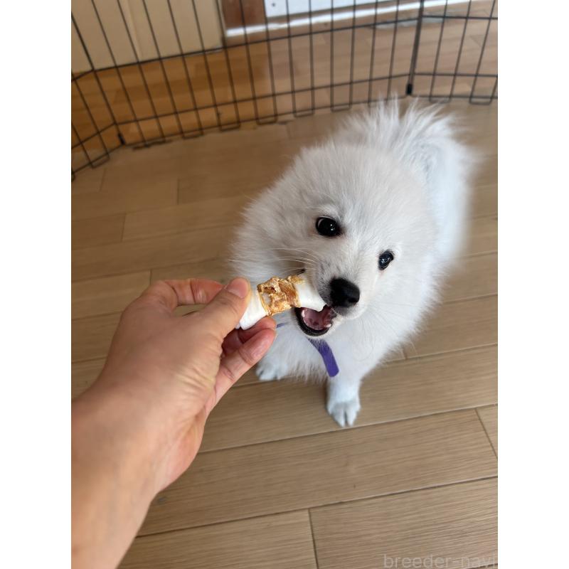 販売中の愛知県の日本スピッツ-427264の4枚目