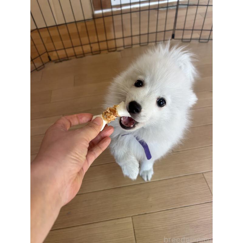 販売中の愛知県の日本スピッツ-427264の3枚目