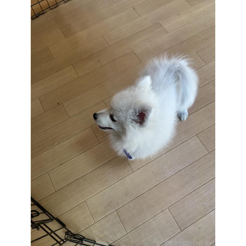 販売中の愛知県の日本スピッツ-427264の2枚目