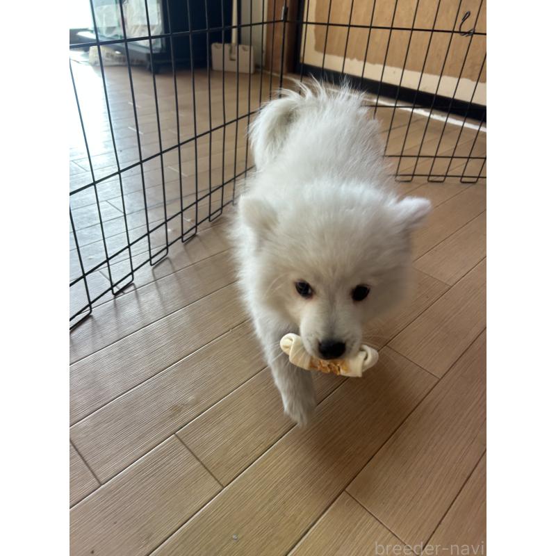 販売中の愛知県の日本スピッツ-427264