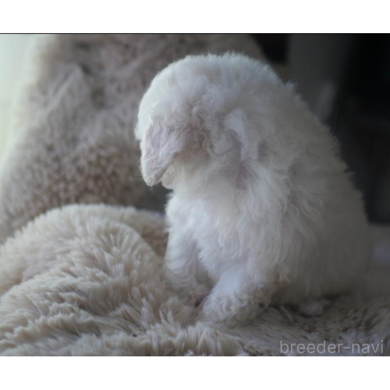 成約済の香川県のトイプードル-434327の7枚目