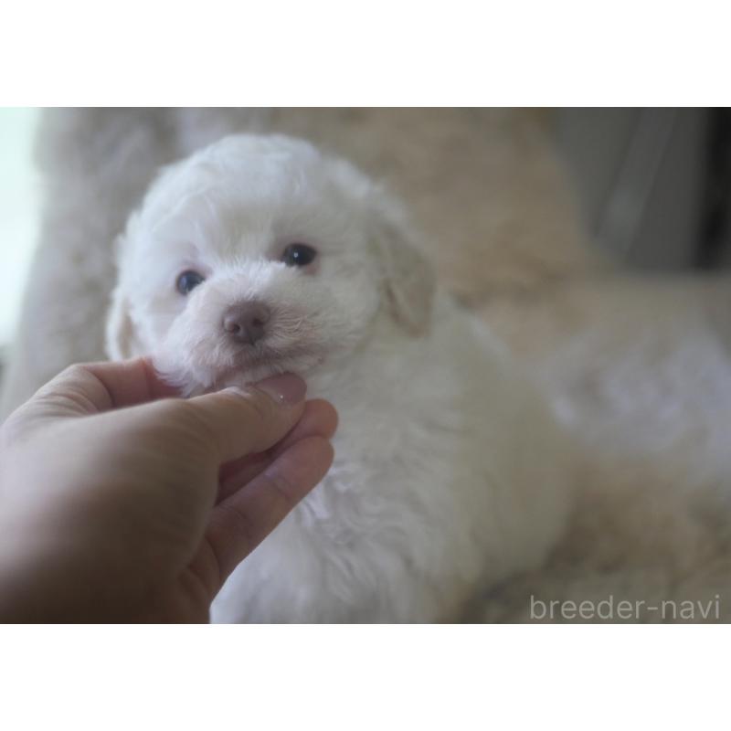 成約済の香川県のトイプードル-434327の6枚目