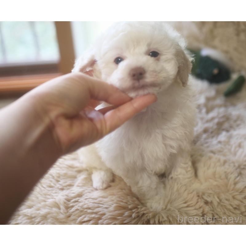 成約済の香川県のトイプードル-434327の5枚目