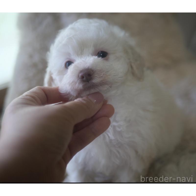 成約済の香川県のトイプードル-434327の4枚目