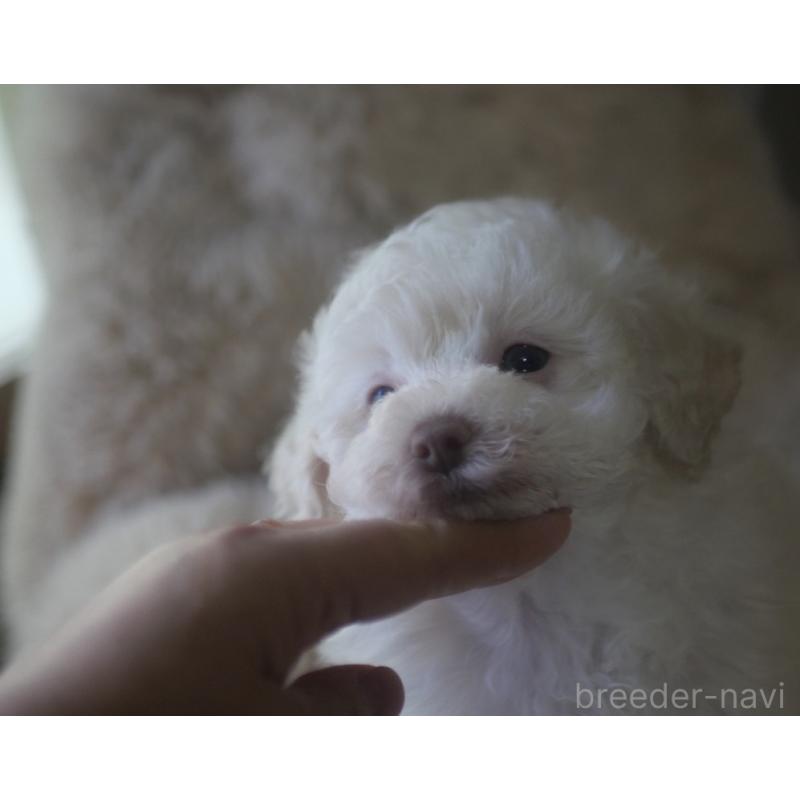 成約済の香川県のトイプードル-434327の2枚目