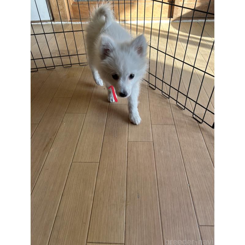 販売中の愛知県の日本スピッツ-427263の4枚目