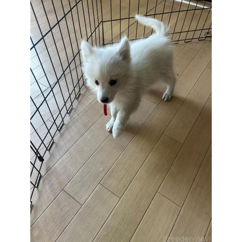 販売中の愛知県の日本スピッツ-427263の3枚目