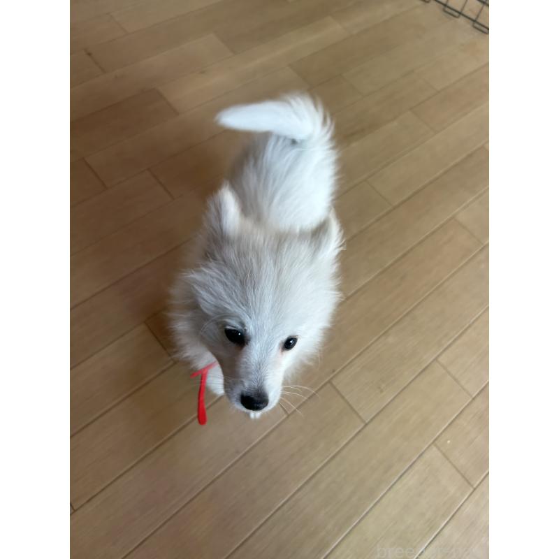 販売中の愛知県の日本スピッツ-427263の2枚目