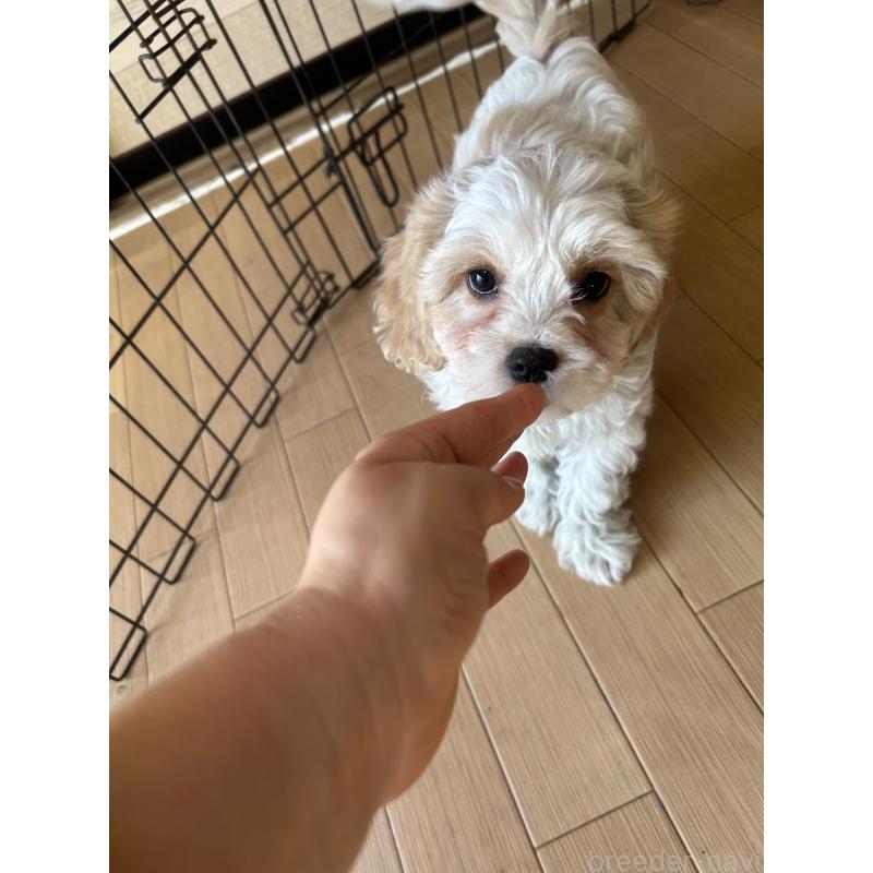 販売中の愛知県のミックス犬-430023の8枚目