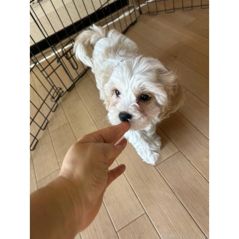 販売中の愛知県のミックス犬-430023の7枚目