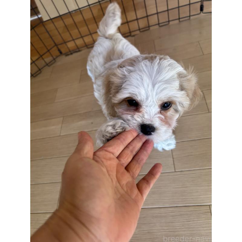 販売中の愛知県のミックス犬-430023の6枚目