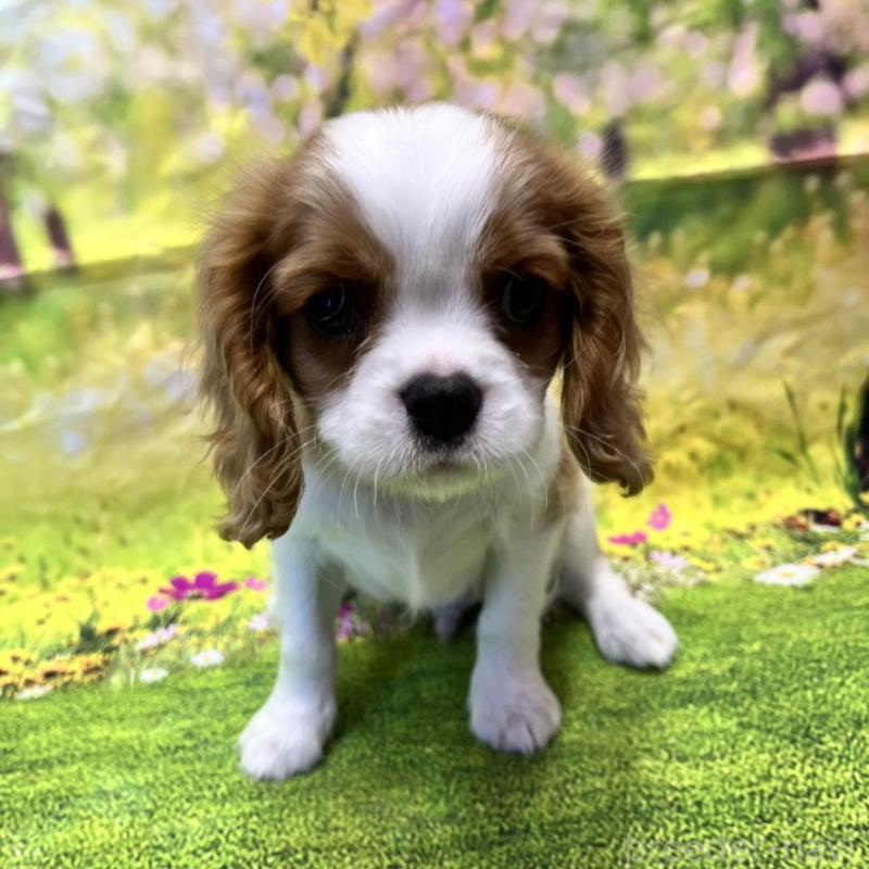 販売中の栃木県のキャバリアキングチャールズスパニエル-436659の1枚目