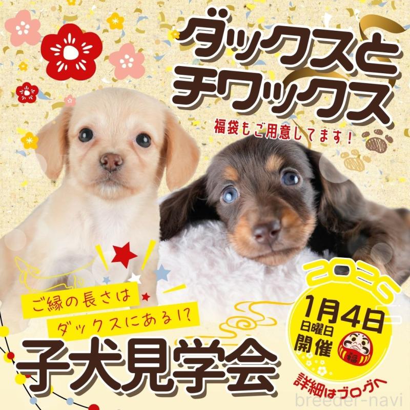 成約済の茨城県のチワックス:チワワ×ミニチュアダックスフンド-425805の3枚目