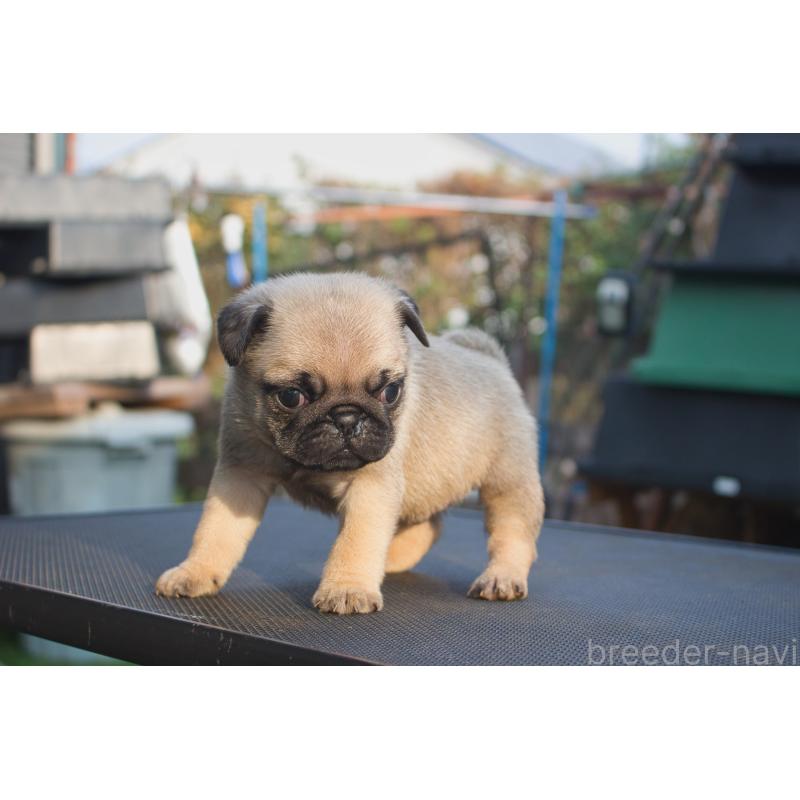 販売中の大分県のパグ-436662の6枚目