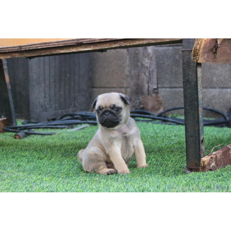 販売中の大分県のパグ-436662の4枚目