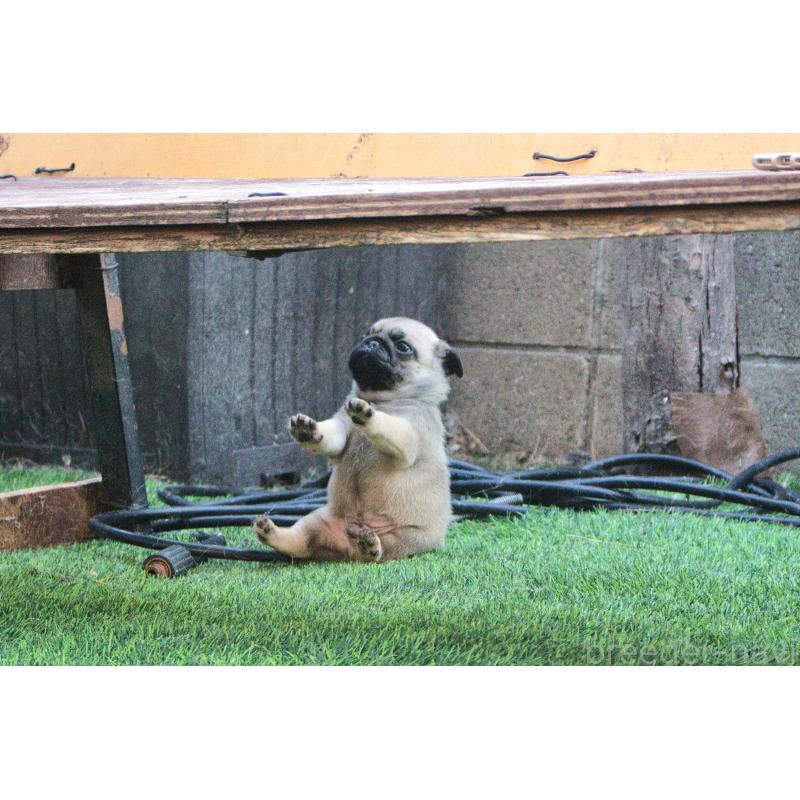 販売中の大分県のパグ-436662の3枚目