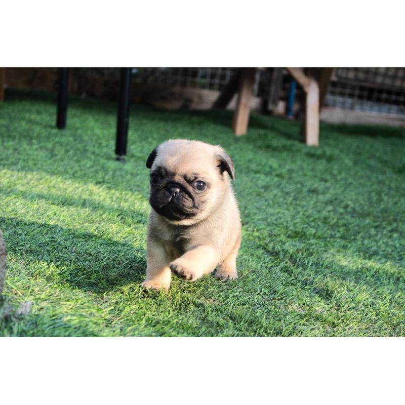 販売中の大分県のパグ-436662の2枚目