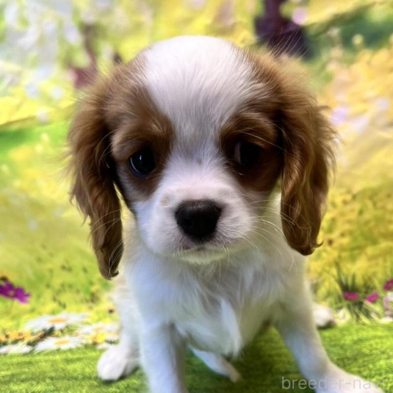 販売中の栃木県のキャバリアキングチャールズスパニエル-436661