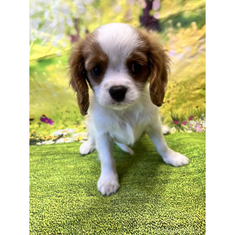 販売中の栃木県のキャバリアキングチャールズスパニエル-436661の2枚目