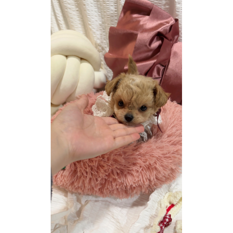 商談中の大阪府のチワプー:チワワ×トイプードル-431429の6枚目