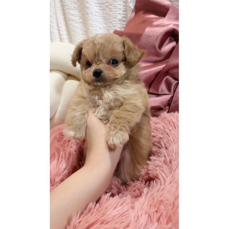 商談中の大阪府のチワプー:チワワ×トイプードル-431429の5枚目