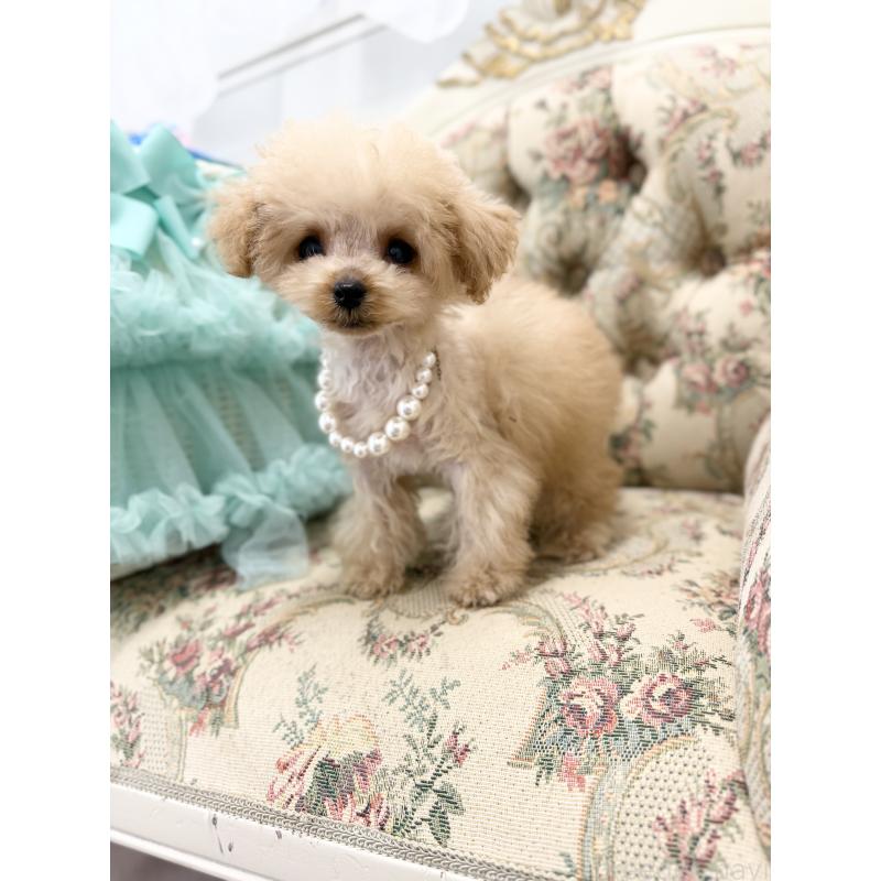 販売中の愛知県のティーカッププードル-436669の5枚目