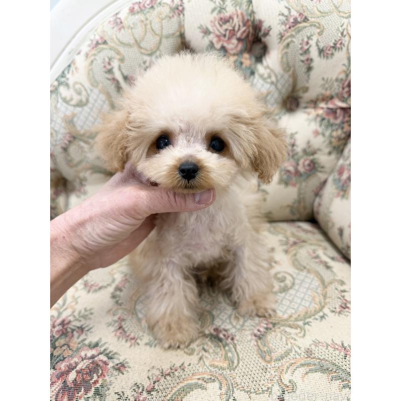 販売中の愛知県のティーカッププードル-436669の3枚目