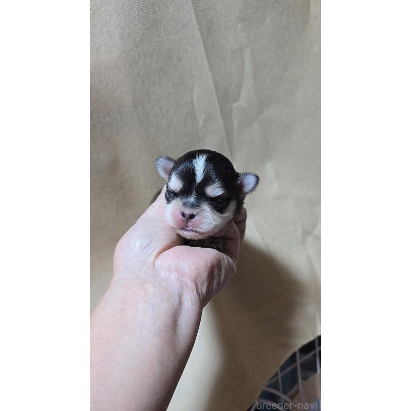 販売中の愛知県のチワマル:チワワ×マルチーズ-436670の1枚目