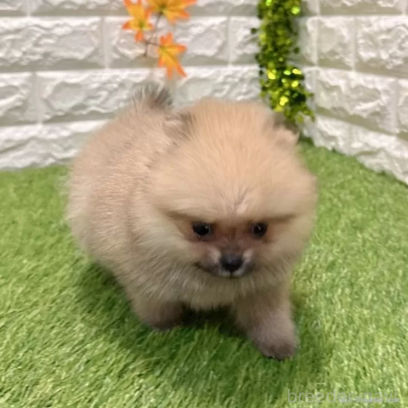 販売中の愛知県のポメラニアン-434458