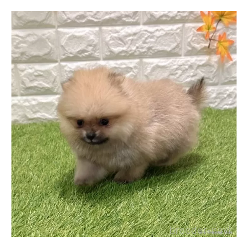 販売中の愛知県のポメラニアン-434458の5枚目