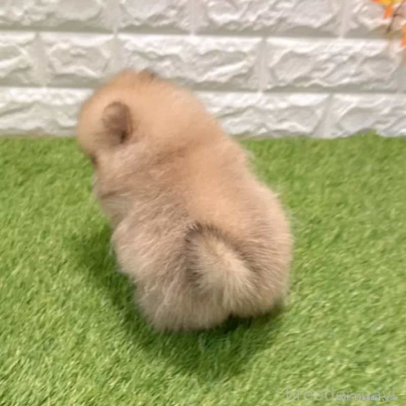 販売中の愛知県のポメラニアン-434458の2枚目